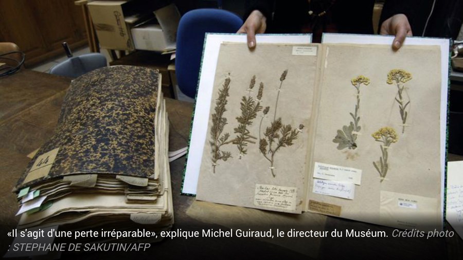 Destruction By Australian Customs of a 200 year old French/Australian "herbier" from Le Have Museum