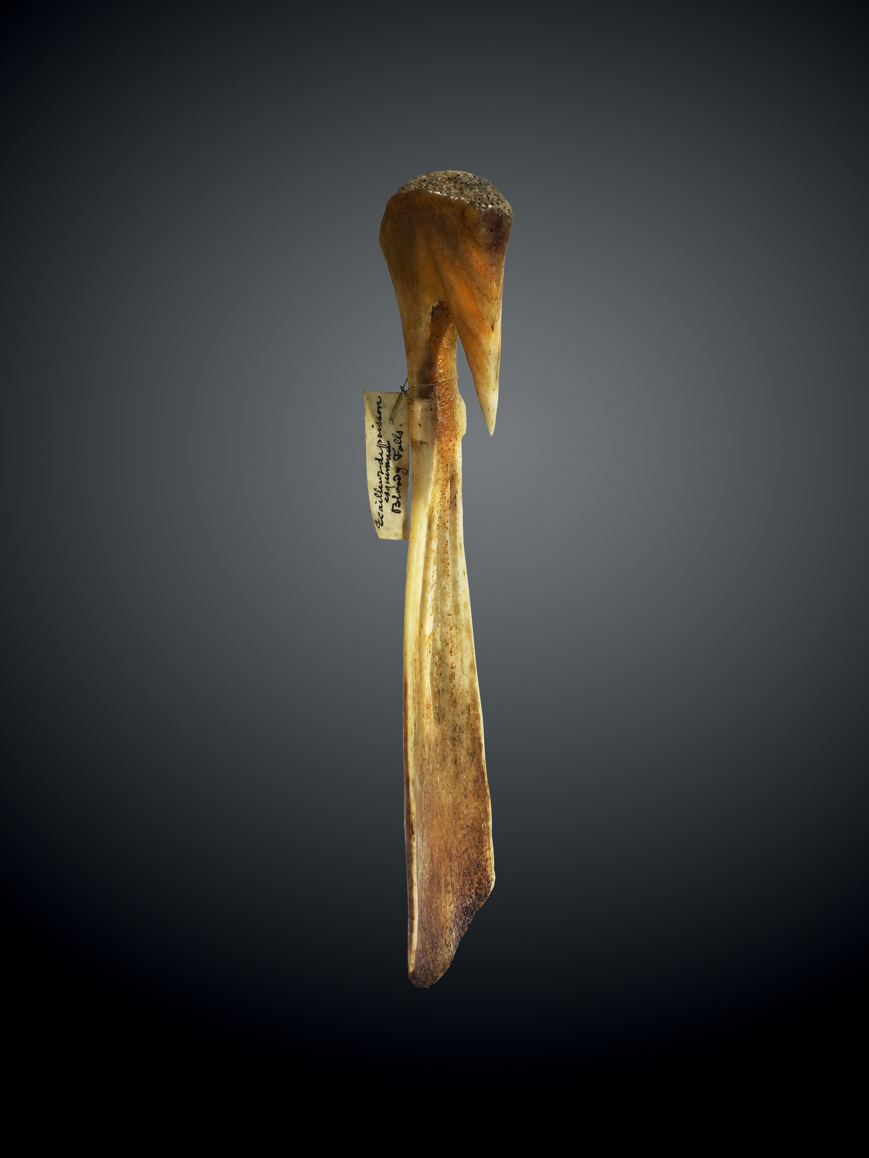 Adzera Banana Scraper - Adzera Banana Scraper